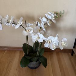 Faux Orchid Plant