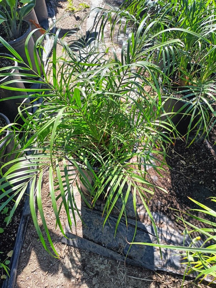 Plants Pygmy Date Palm