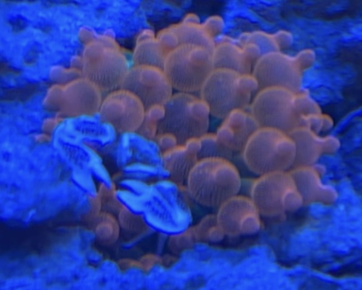 aquacultured corals for Sale in Las Vegas, NV OfferUp