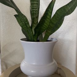 Sansevieria With Pot Natural Plant.