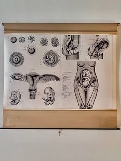 Robert Schick Teaching Chart, Development of the Human Body 1940