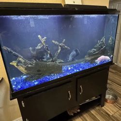 Fish tank and everything that goes with it.