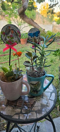 Plants Arrangement cute pots