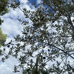 Olivo Arbol 