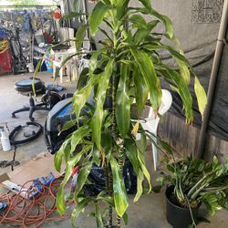 Plants 