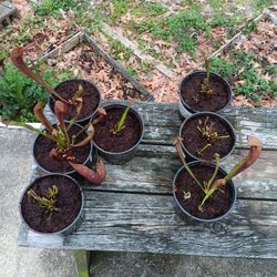 Carnivorous Plants