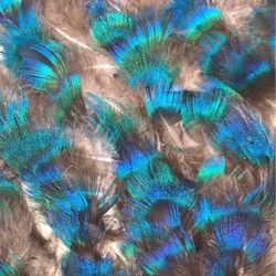 Peacock feather lot