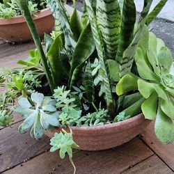 Snake Plants And Succulents Arrangement 