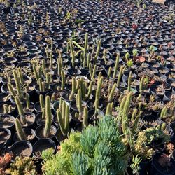 Plants 