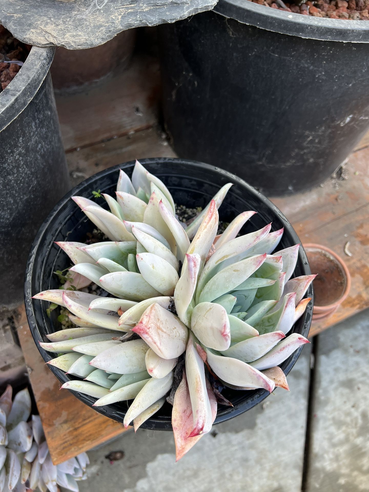 Echeveria Colorota ‘Mexican Giant’