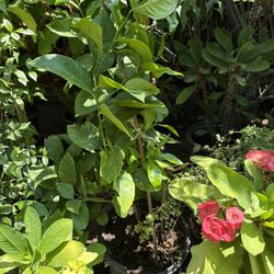 Lemon Tree 