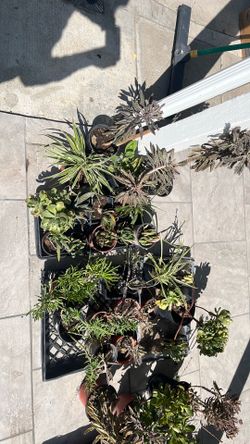 Big plant clearance