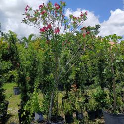 Oleander Treee Huge Sale $200