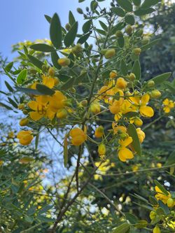 Beautiful Yellow Butterfly Bush Senna Flower Plant Pot