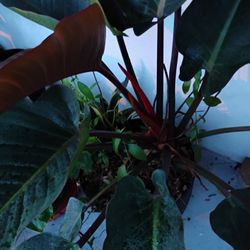 Variety Of House Plants 