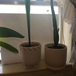Beautiful Snake Plant In Ceramic pot 
