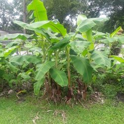 Banana Plant 