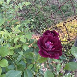 Roses 