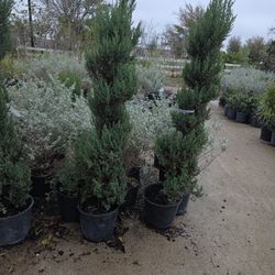 Juniper Blue Point Spiral 5gallon 5ft Tall 