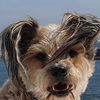 GIZMO