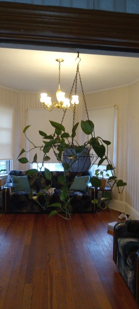 House Plant With Ceramic Pot & Hanging Basket