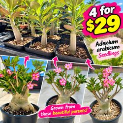 Desert Rose Adenium arabicum seedlings