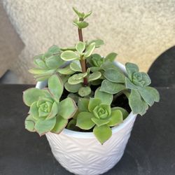 Succulents 