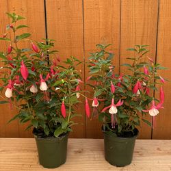 Fuchsia ‘Bella evita’ 4”