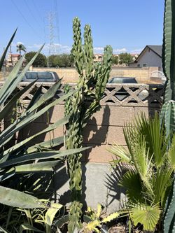 Cactus
