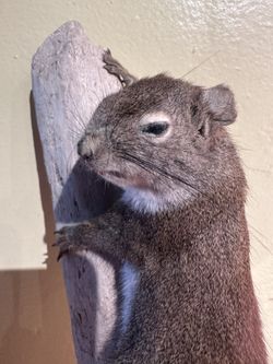 Squirrel