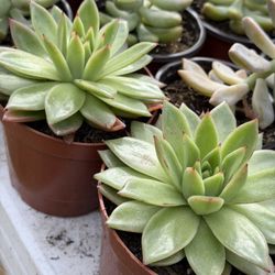 Cactus And Succulents 🪴