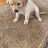 Carlos