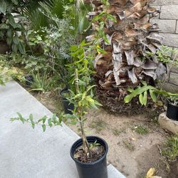 Fast Growing Pomegranate Tree Organic 