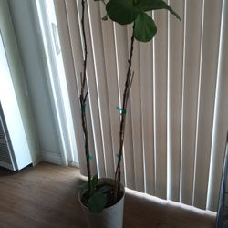 Beautiful Plant For Sale