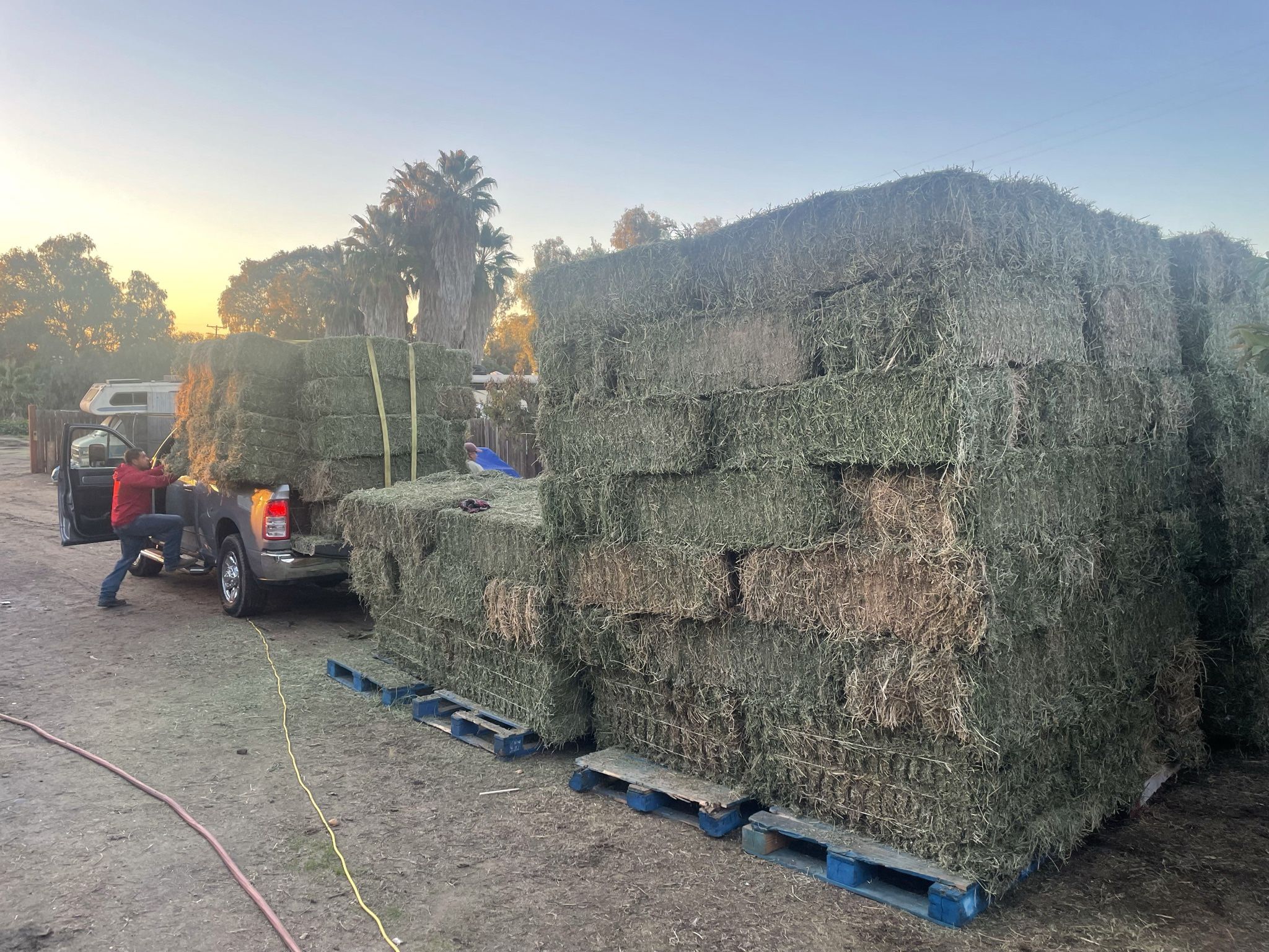 HAY/ALFALFA