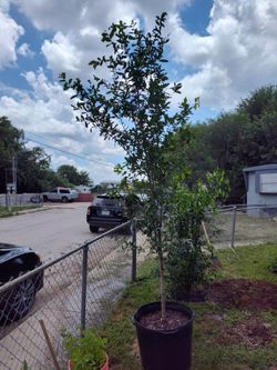 Live Oak tree