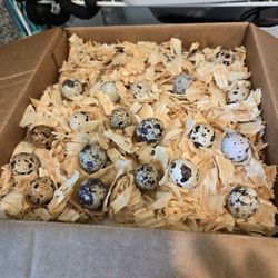 Quail Eggs