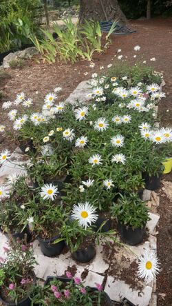 Unique Daisy