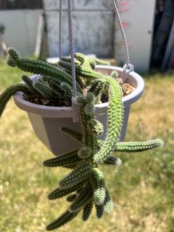 Cactus cacahuate