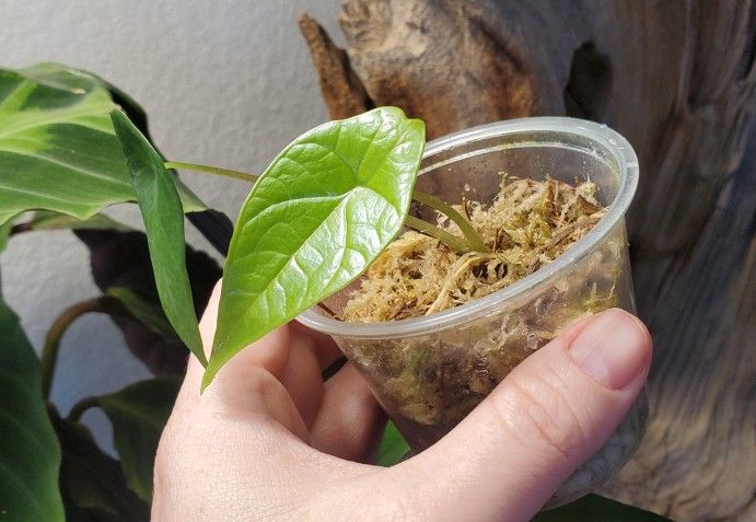 Alocasia Scalprum Plant
