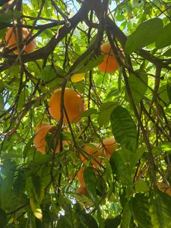 Ripened Grapefruits 5/bag