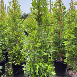 Ficus Nitida Columns measuring 15g and standing at 6 feet in height.