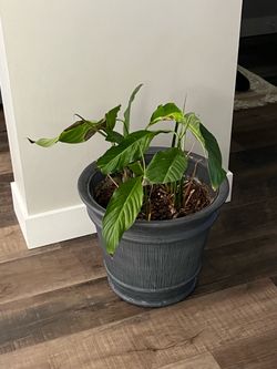 Peace Lily Plant in Decorative Planter