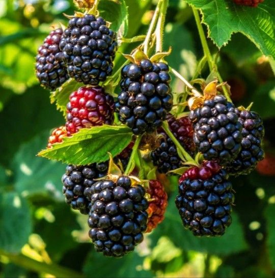 Blackberry & Passion Fruit Trees