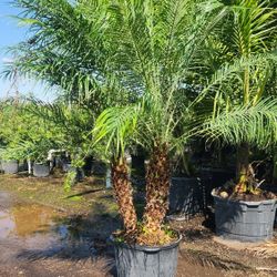 Spectacular ROBOLLINIS PALMS About 6 Feet Tall!!! Fertilized 