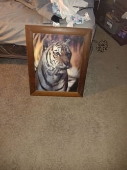 Tiger Picture