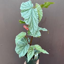 4” begonia snow caps 