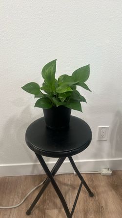 Healthy Green Queen Pothos in Black Pot