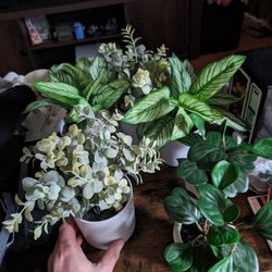 Various Fake Plants (6)