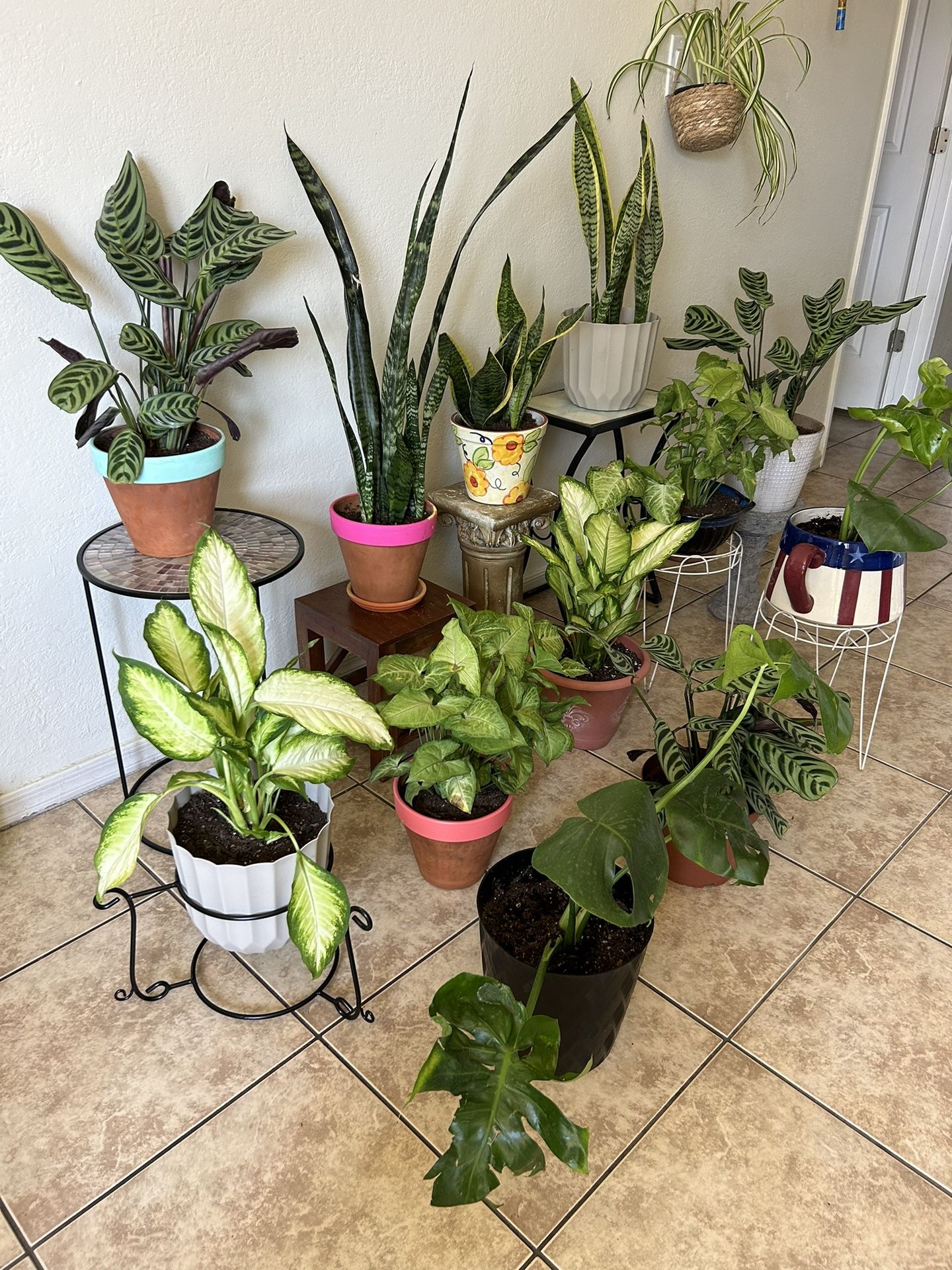 Plants For Sale 20 Each
